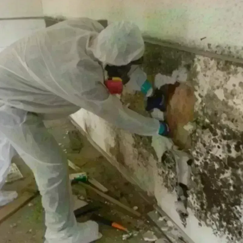 Mold Remediation and Removal in Marysville, CA